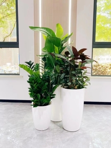 宁波海曙植物出租公司，为您打造独特绿色空间！