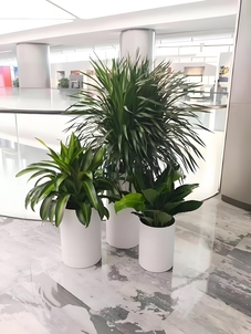 北仑找花木出租，这家出色等你来！